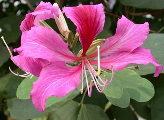 Bauhinia blakeana seed